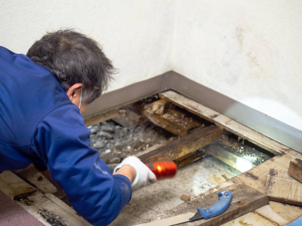 Best Mold Cleaning Services  in Clarks Summit, PA