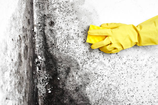 Best Residential Mold Removal  in Clarks Summit, PA
