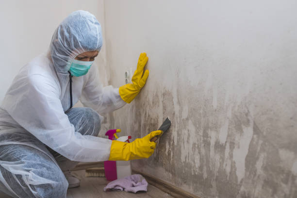 Best Home Mold Removal  in Clarks Summit, PA