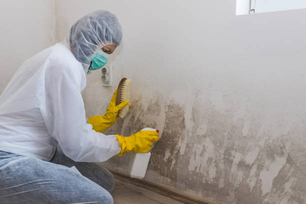 Best Crawl Space Mold Removal  in Clarks Summit, PA