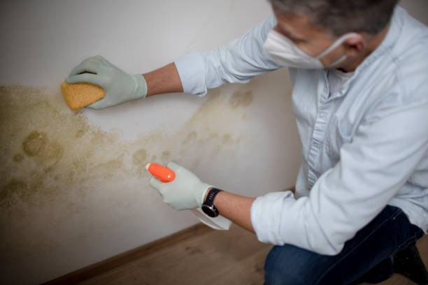 Best Mold Remediation Services  in Clarks Summit, PA