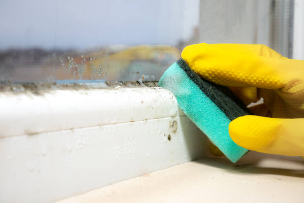 Best Office Mold Removal Services  in Clarks Summit, PA