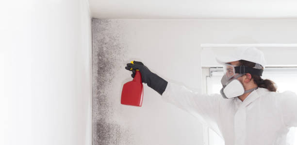 Best Same-Day Mold Removal  in Clarks Summit, PA