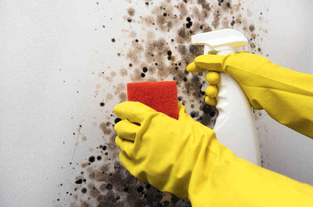 Best Commercial Mold Removal  in Clarks Summit, PA