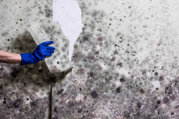 Best Toxic Mold Removal  in Clarks Summit, PA