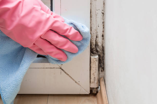 Best Mold Damage Repair  in Clarks Summit, PA