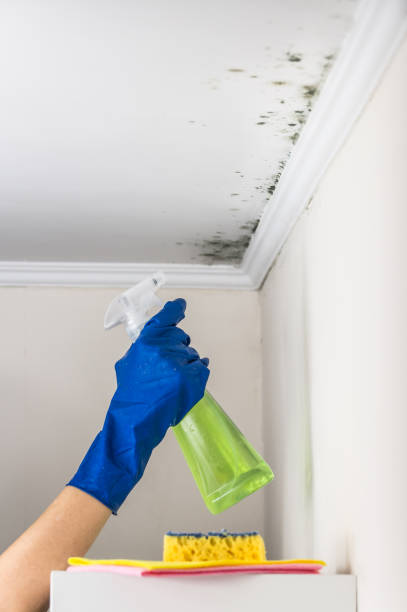 Best Attic Mold Removal  in Clarks Summit, PA